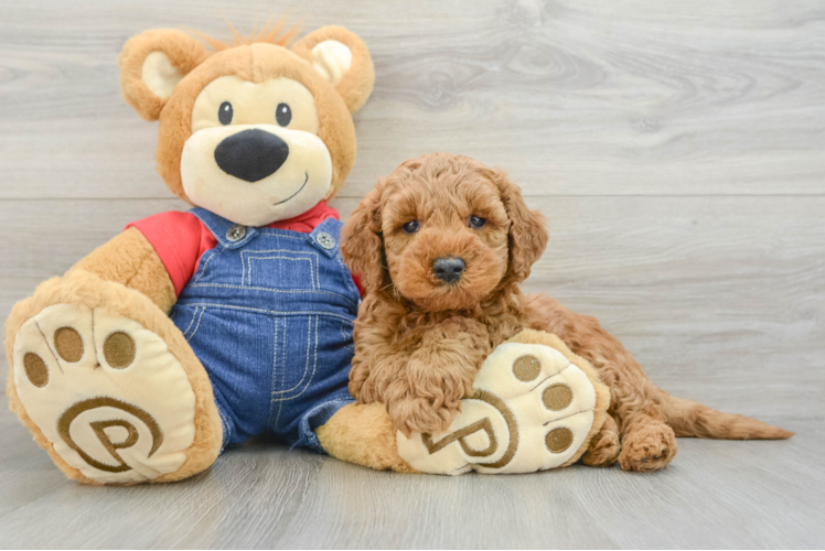Energetic Golden Doodle Poodle Mix Puppy