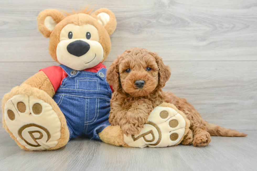Energetic Golden Doodle Poodle Mix Puppy