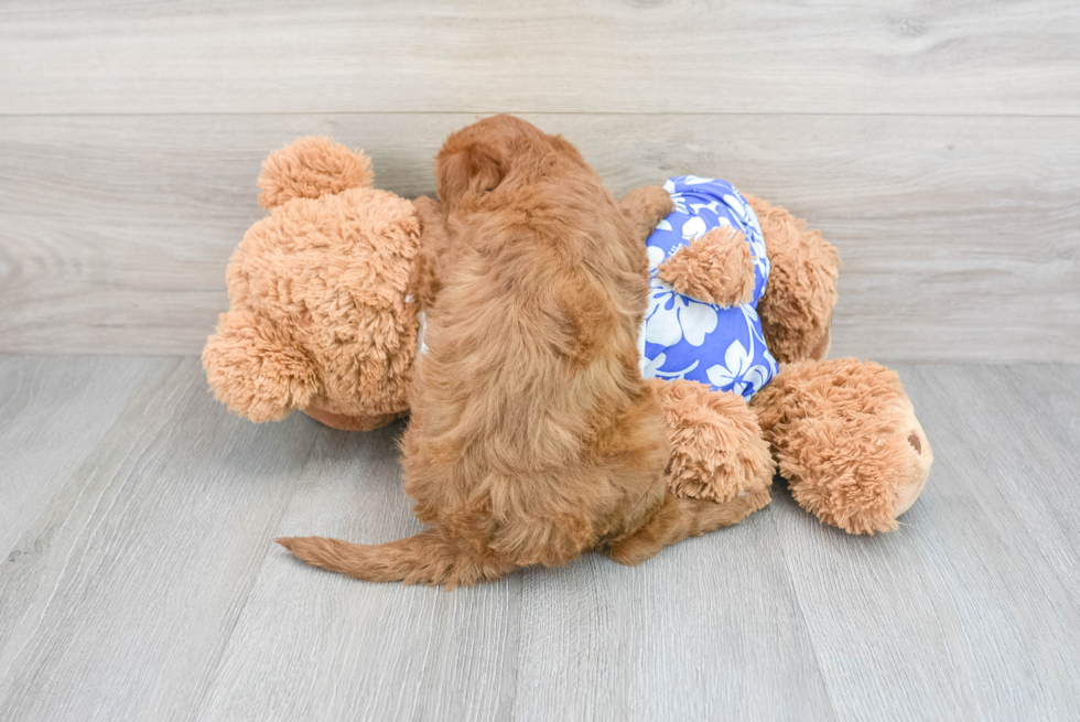 Best Mini Goldendoodle Baby