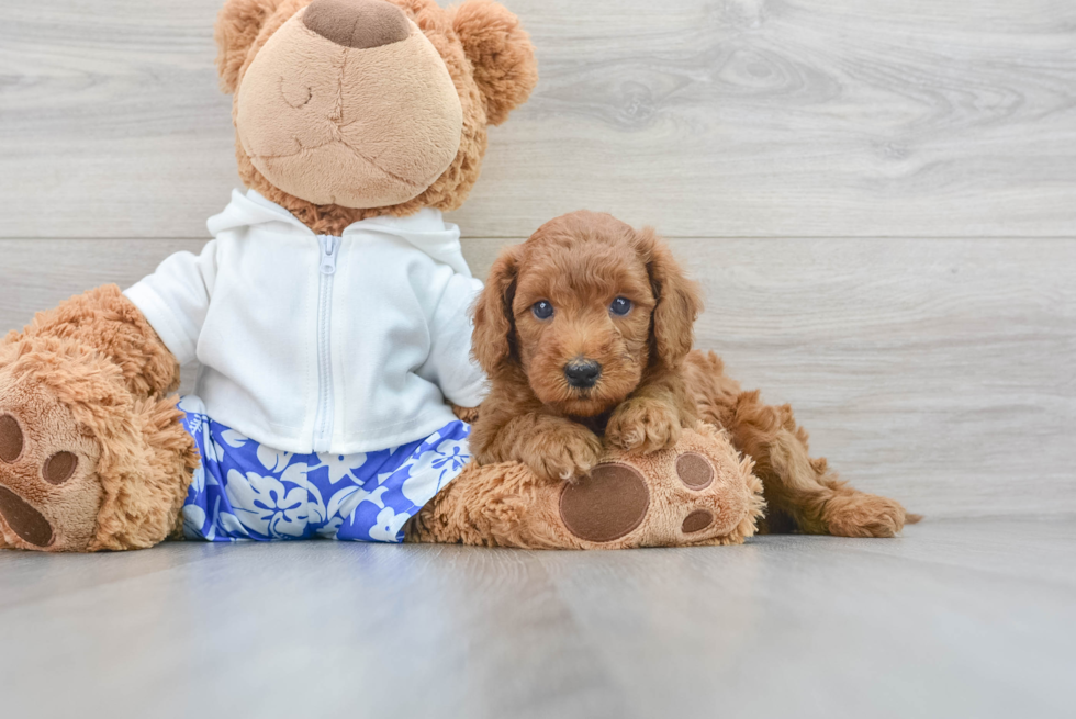 Best Mini Goldendoodle Baby