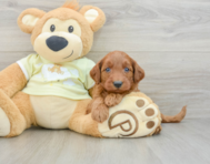 8 week old Mini Goldendoodle Puppy For Sale - Windy City Pups