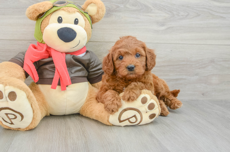 6 week old Mini Goldendoodle Puppy For Sale - Windy City Pups