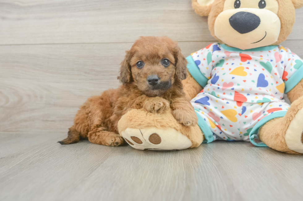 6 week old Mini Goldendoodle Puppy For Sale - Windy City Pups