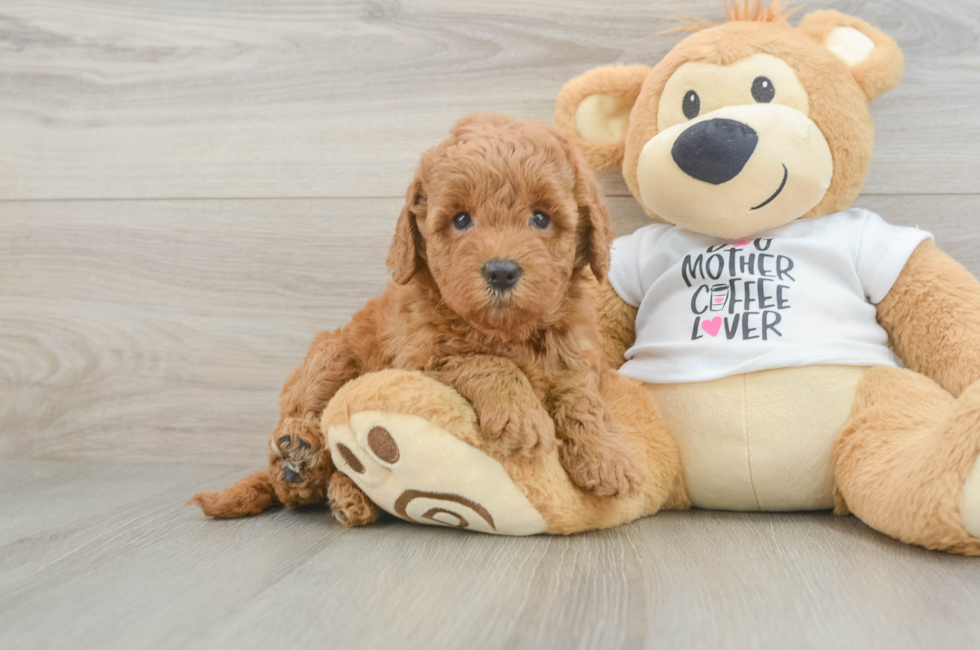 6 week old Mini Goldendoodle Puppy For Sale - Windy City Pups