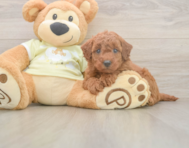 7 week old Mini Goldendoodle Puppy For Sale - Windy City Pups
