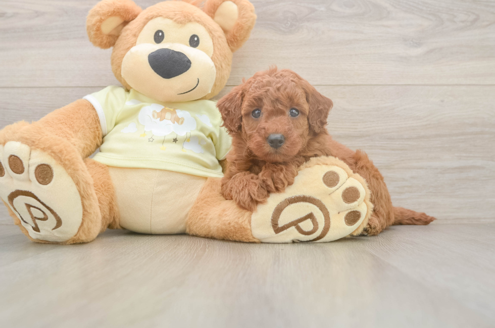 6 week old Mini Goldendoodle Puppy For Sale - Windy City Pups