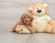 7 week old Mini Goldendoodle Puppy For Sale - Windy City Pups