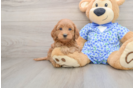 Mini Goldendoodle Puppy for Adoption