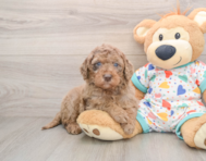 7 week old Mini Goldendoodle Puppy For Sale - Windy City Pups