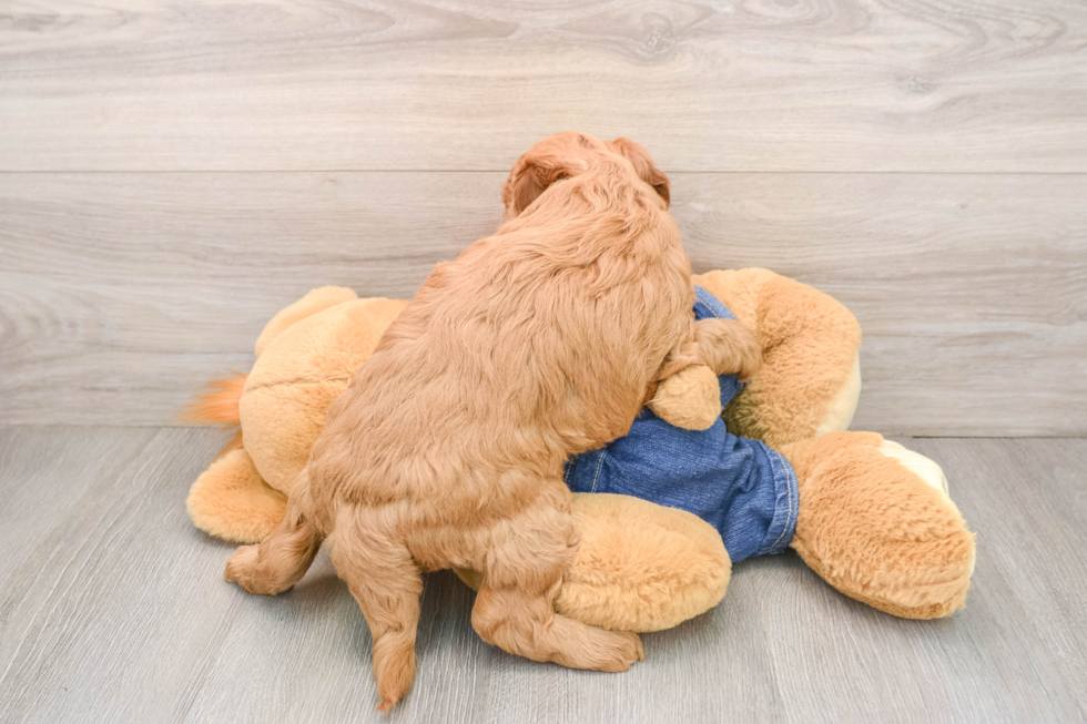 Popular Mini Goldendoodle Poodle Mix Pup