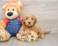 6 week old Mini Goldendoodle Puppy For Sale - Windy City Pups