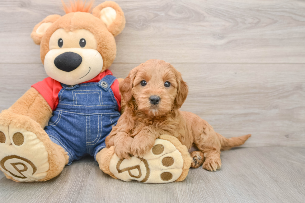 Fluffy Mini Goldendoodle Poodle Mix Pup