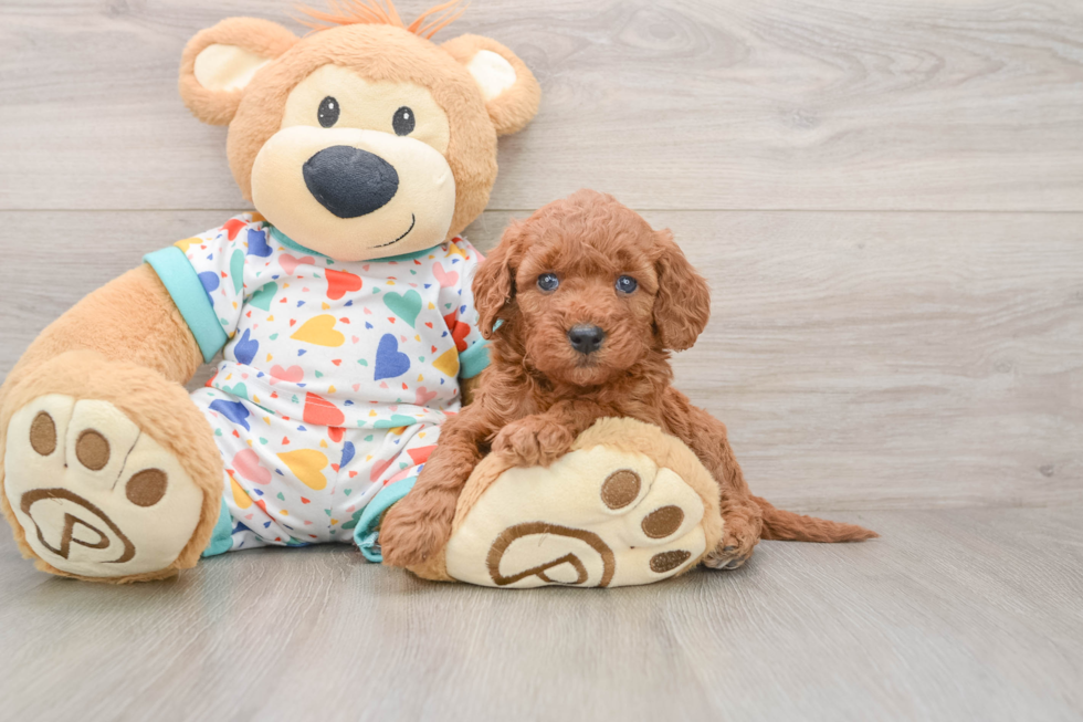 Best Mini Goldendoodle Baby