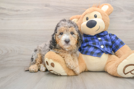 Best Mini Goldendoodle Baby