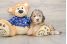 Happy Mini Goldendoodle Baby