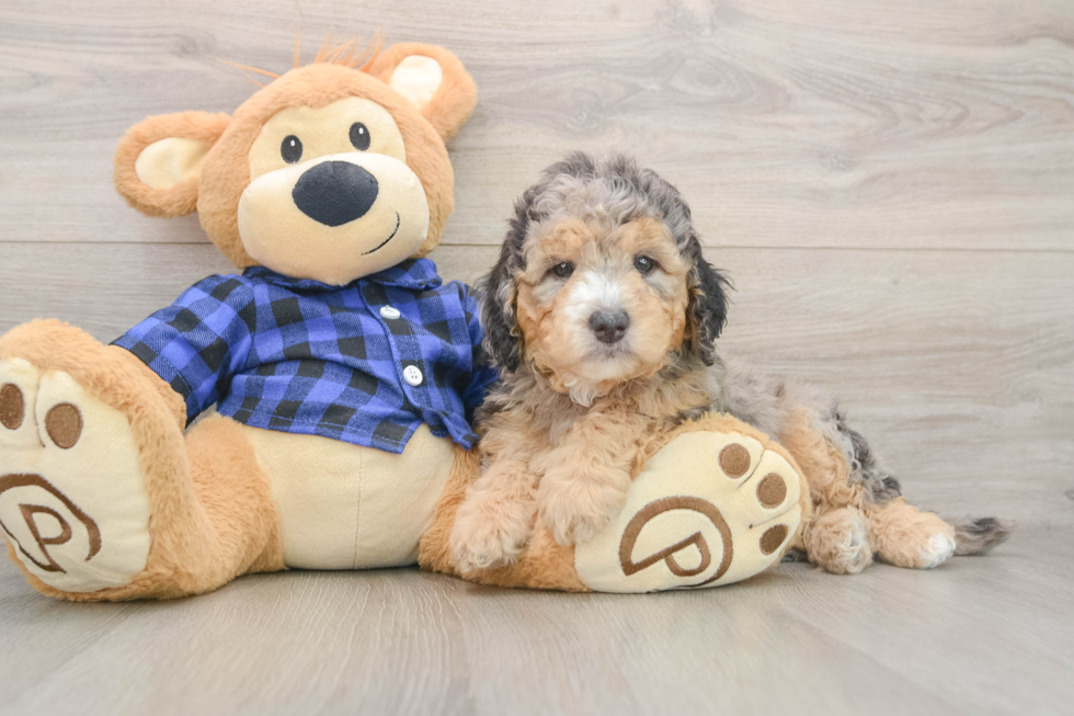 Happy Mini Goldendoodle Baby