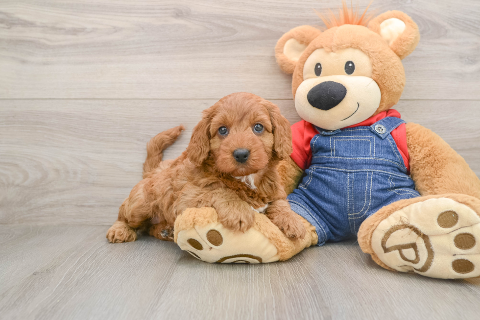 Mini Goldendoodle Pup Being Cute
