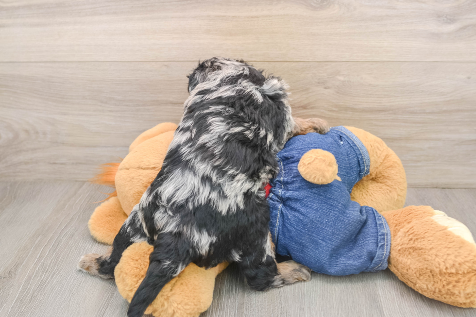 Best Mini Goldendoodle Baby