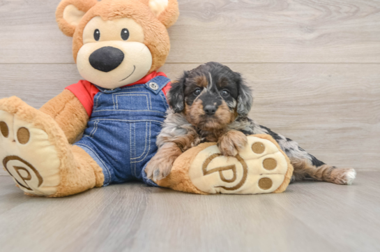 PAPRIKA, a Mini Goldendoodle littermate