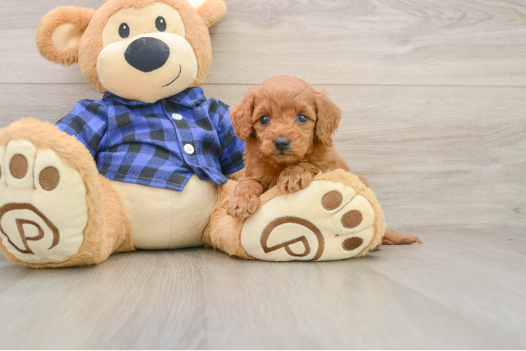 Best Mini Goldendoodle Baby