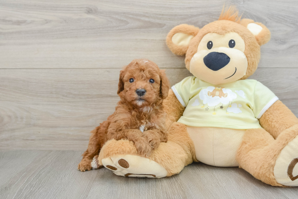 Meet Pepperjack - our Mini Goldendoodle Puppy Photo  2/3 - Windy City Pups Best Mini Goldendoodle Baby