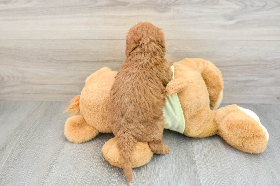 Meet Pepperjack - our Mini Goldendoodle Puppy Photo  3/3 - Windy City Pups Mini Goldendoodle Puppy for Adoption