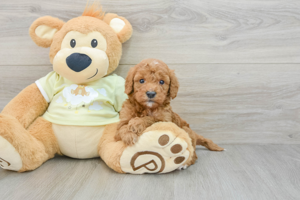 Meet Pepperjack - our Mini Goldendoodle Puppy Photo  1/3 - Windy City Pups Mini Goldendoodle Puppy for Adoption