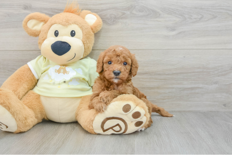 Meet Pepperjack - our Mini Goldendoodle Puppy Photo  1/3 - Windy City Pups Mini Goldendoodle Puppy for Adoption