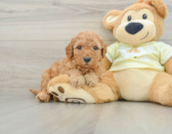 8 week old Mini Goldendoodle Puppy For Sale - Windy City Pups