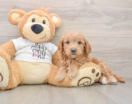 6 week old Mini Goldendoodle Puppy For Sale - Windy City Pups