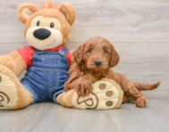 5 week old Mini Goldendoodle Puppy For Sale - Windy City Pups
