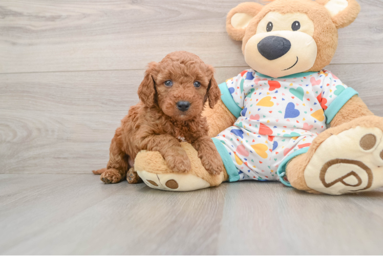 Happy Mini Goldendoodle Baby