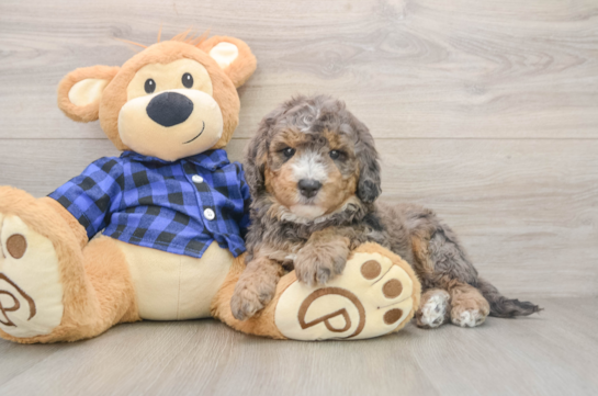Mini Goldendoodle Puppy for Adoption
