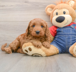 7 week old Mini Goldendoodle Puppy For Sale - Windy City Pups