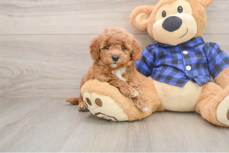 Hypoallergenic Mini Goldiepoo Poodle Mix Puppy
