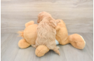 Popular Mini Goldendoodle Poodle Mix Pup