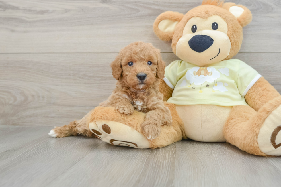 Playful Mini Groodle Poodle Mix Puppy