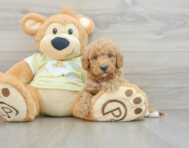 6 week old Mini Goldendoodle Puppy For Sale - Windy City Pups