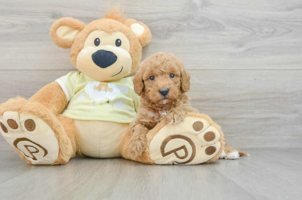 6 week old Mini Goldendoodle Puppy For Sale - Windy City Pups