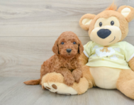 8 week old Mini Goldendoodle Puppy For Sale - Windy City Pups