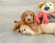 7 week old Mini Goldendoodle Puppy For Sale - Windy City Pups