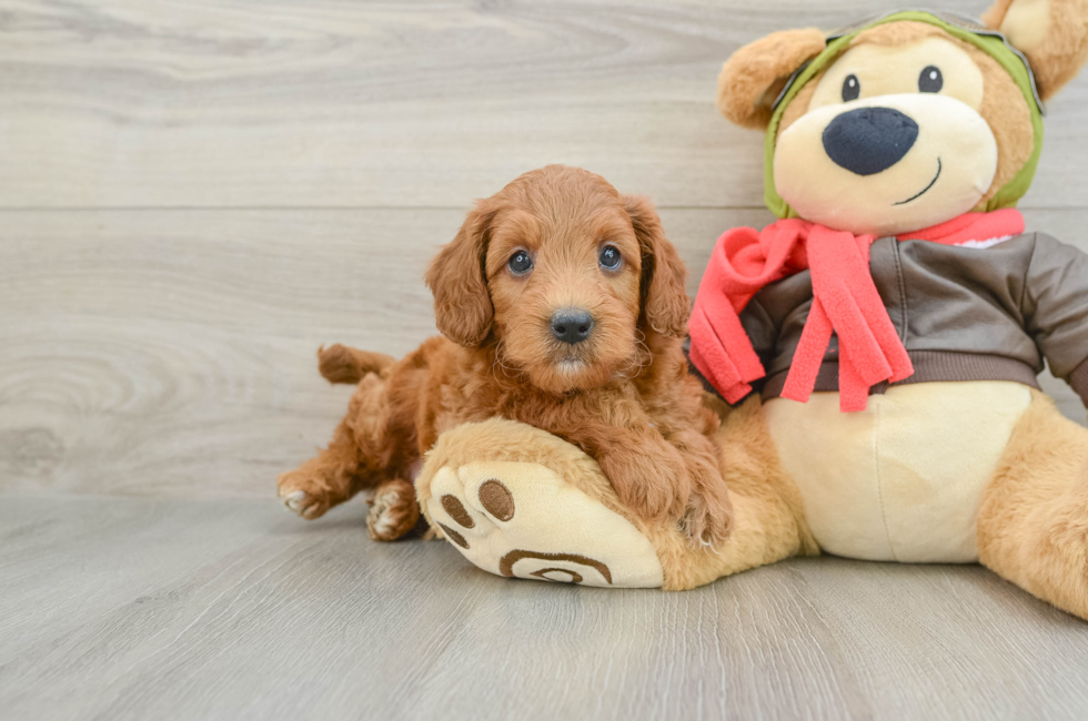6 week old Mini Goldendoodle Puppy For Sale - Windy City Pups