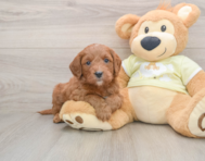 7 week old Mini Goldendoodle Puppy For Sale - Windy City Pups