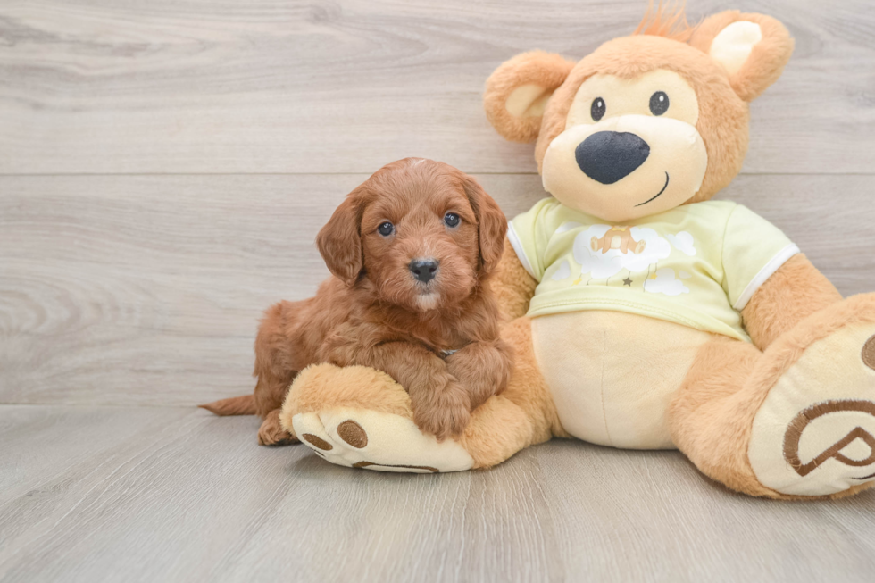 Best Mini Goldendoodle Baby