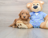 6 week old Mini Goldendoodle Puppy For Sale - Windy City Pups