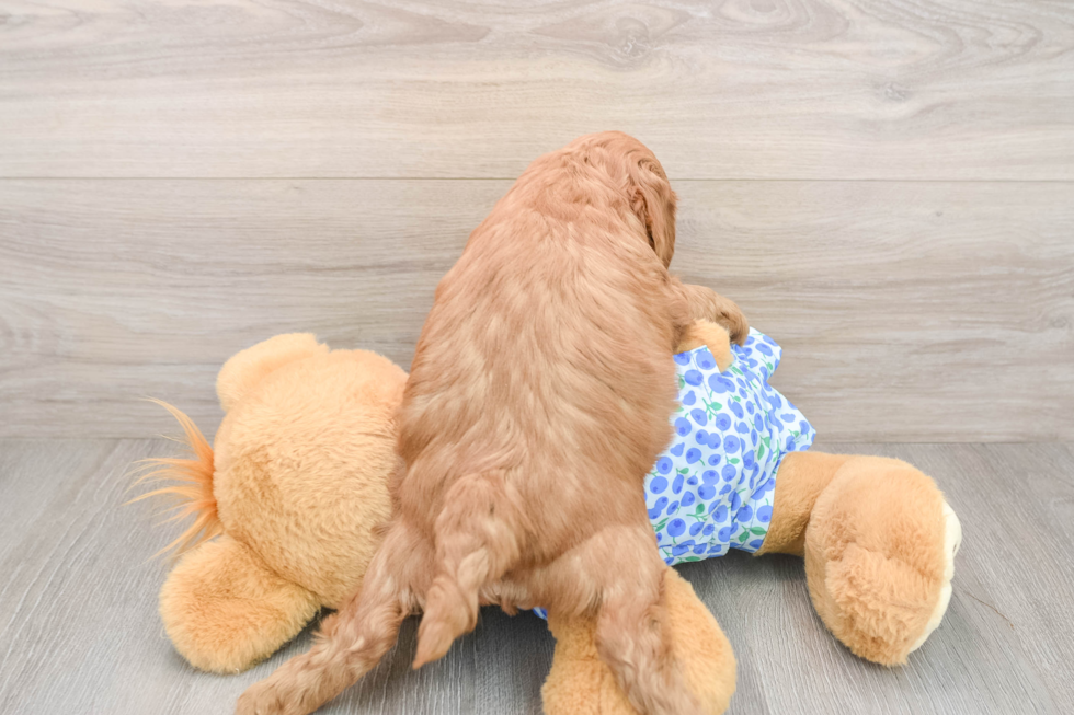 Cute Mini Goldendoodle Baby