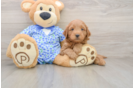 Mini Goldendoodle Puppy for Adoption