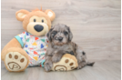 Popular Mini Goldendoodle Poodle Mix Pup