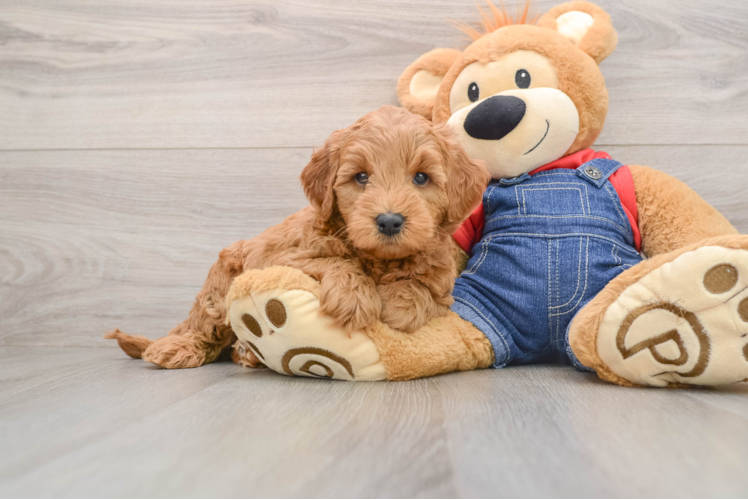 Happy Mini Goldendoodle Baby