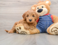 5 week old Mini Goldendoodle Puppy For Sale - Windy City Pups